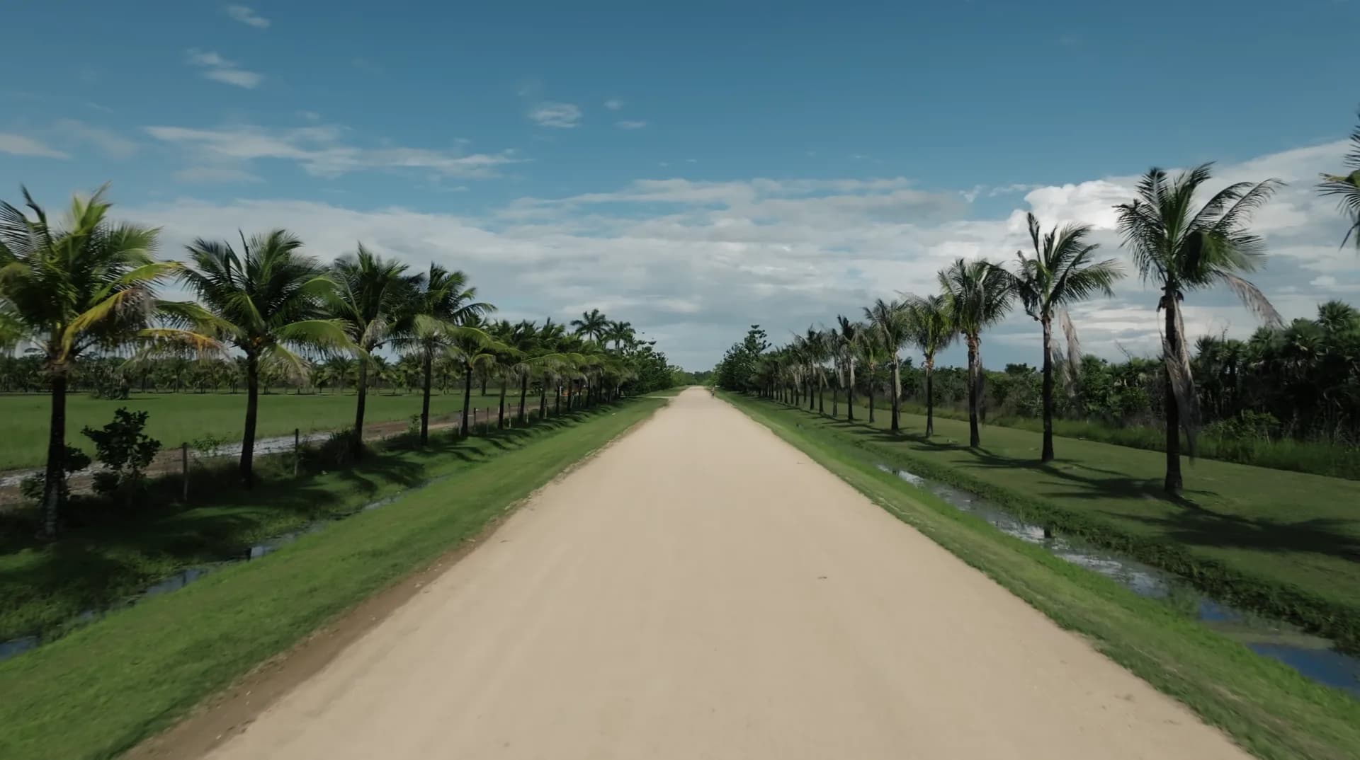 Palm-lined road through Red Rock